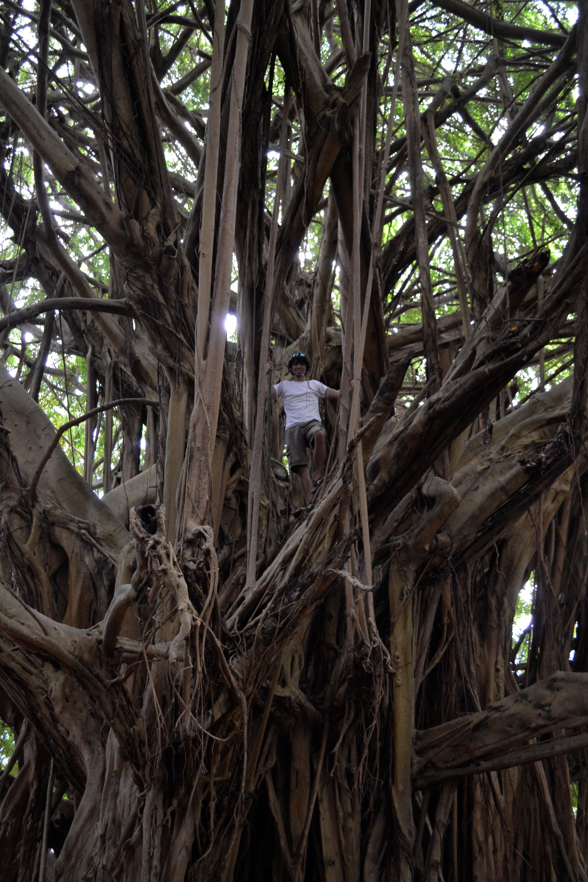 Dylan Cease - One Tree Planted