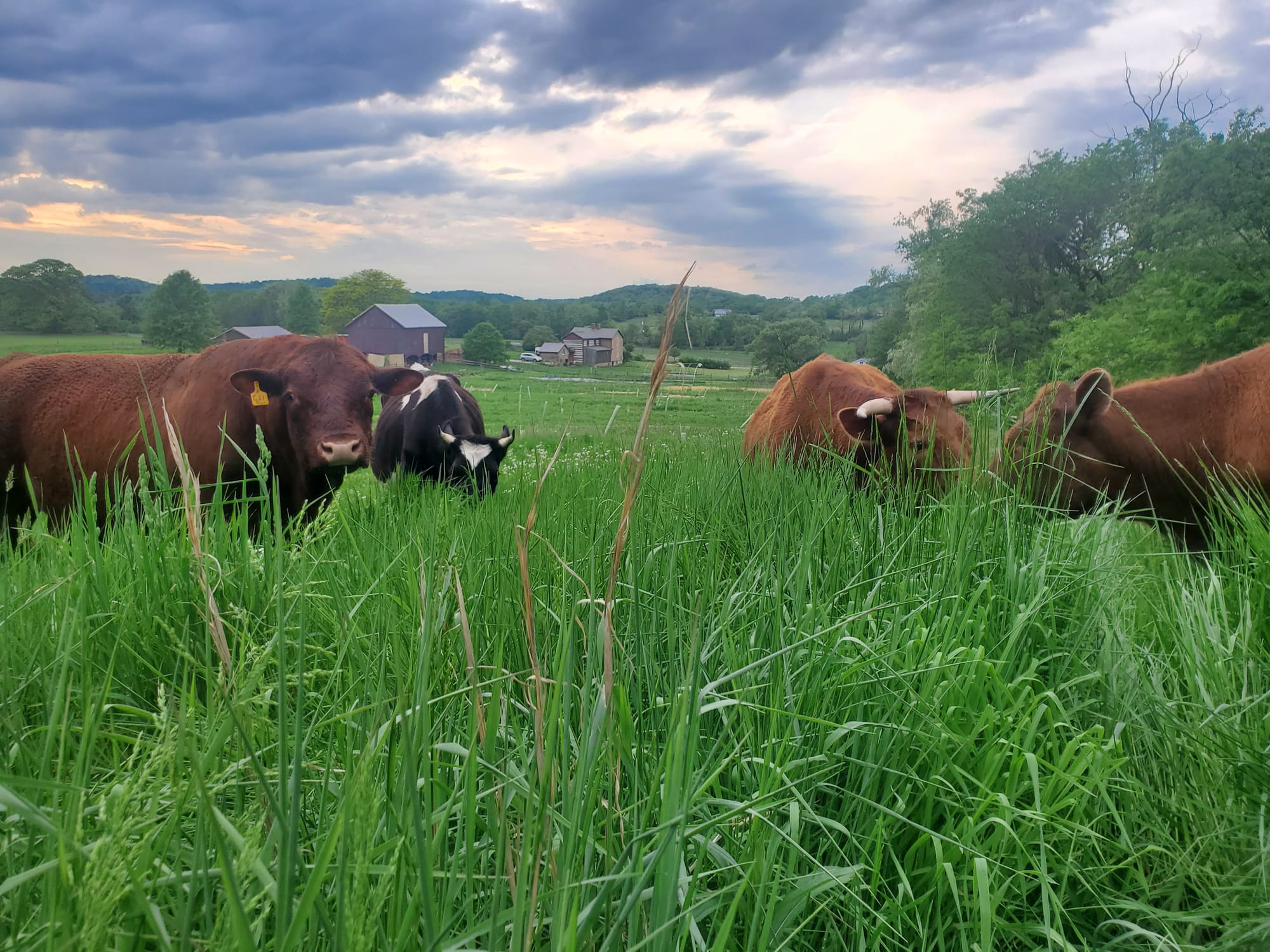 Red Devon Cattle For Sale